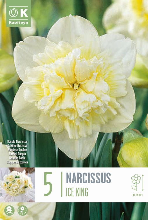 Blumenzwiebel - Narcissus 'Ice King' 5er Packung