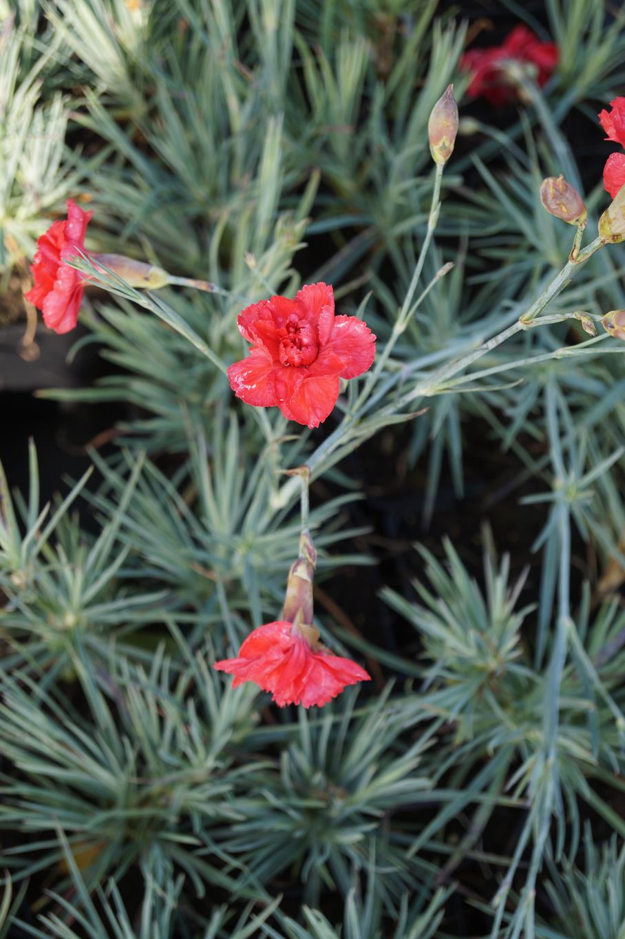 Feder-Nelke David • Dianthus plumaris David Ansicht 3