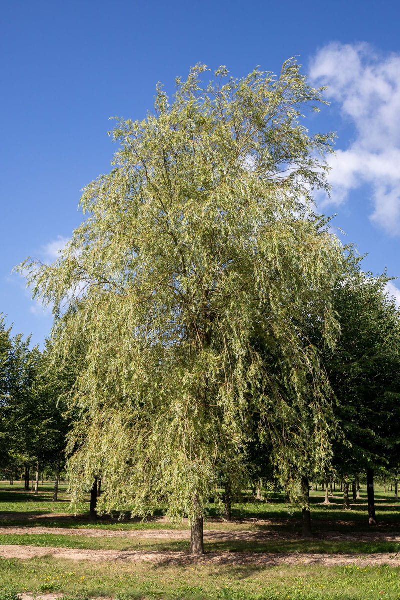 Trauerweide 'Tristis' • Salix alba 'Tristis' Ansicht 1