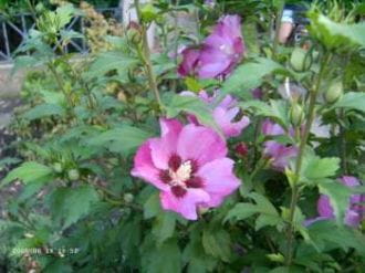 Garteneibisch 'Pink Giant'® • Hibiscus syriacus 'Pink Giant'® Ansicht 3