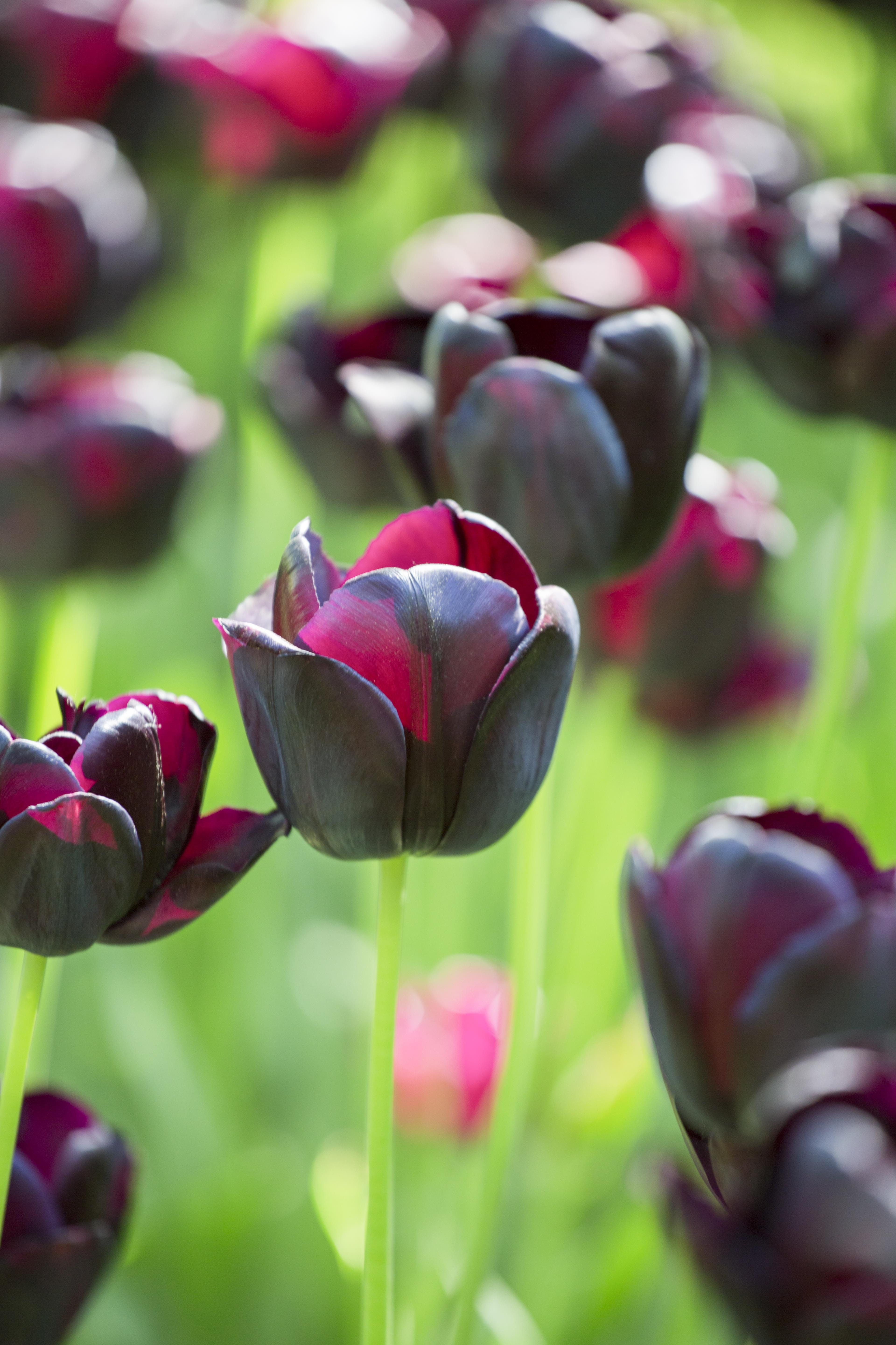 Blumenzwiebel - Tulipa 'Queen of the Night' 10er Packung