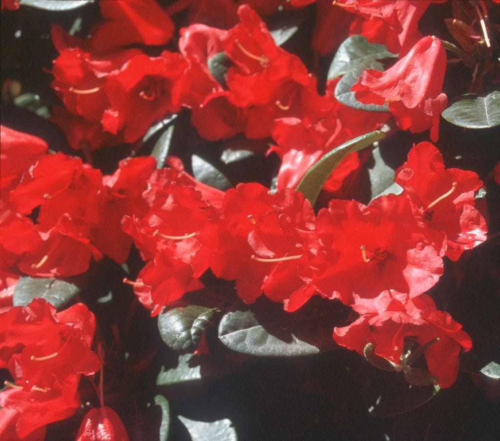 Zwergrhododendron 'Rotkäppchen' • Rhododendron repens 'Rotkäppchen'