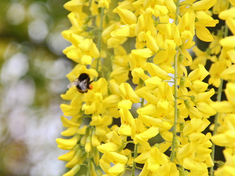 Edel-Goldregen 'Vossii' • Laburnum watereri 'Vossii' Containerware 125-150 cm hoch, Solitärpflanze Ansicht 2