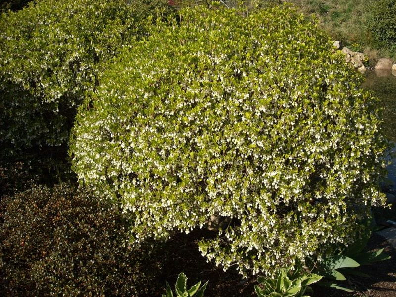 Prachtglocke • Enkianthus campanulatus Ansicht 13