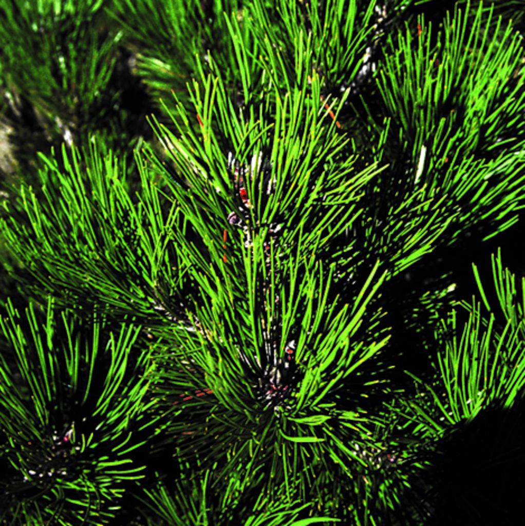Schlangenhautkiefer 'Compact Gem' • Pinus heldreichii 'Compact Gem' Ansicht 4