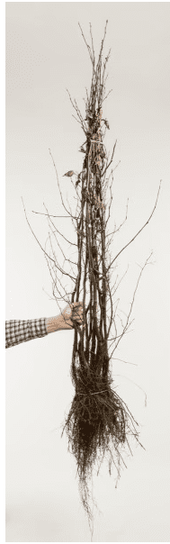 Sandbirke • Betula pendula 80-120 cm hoch, Wurzelware Ansicht 1