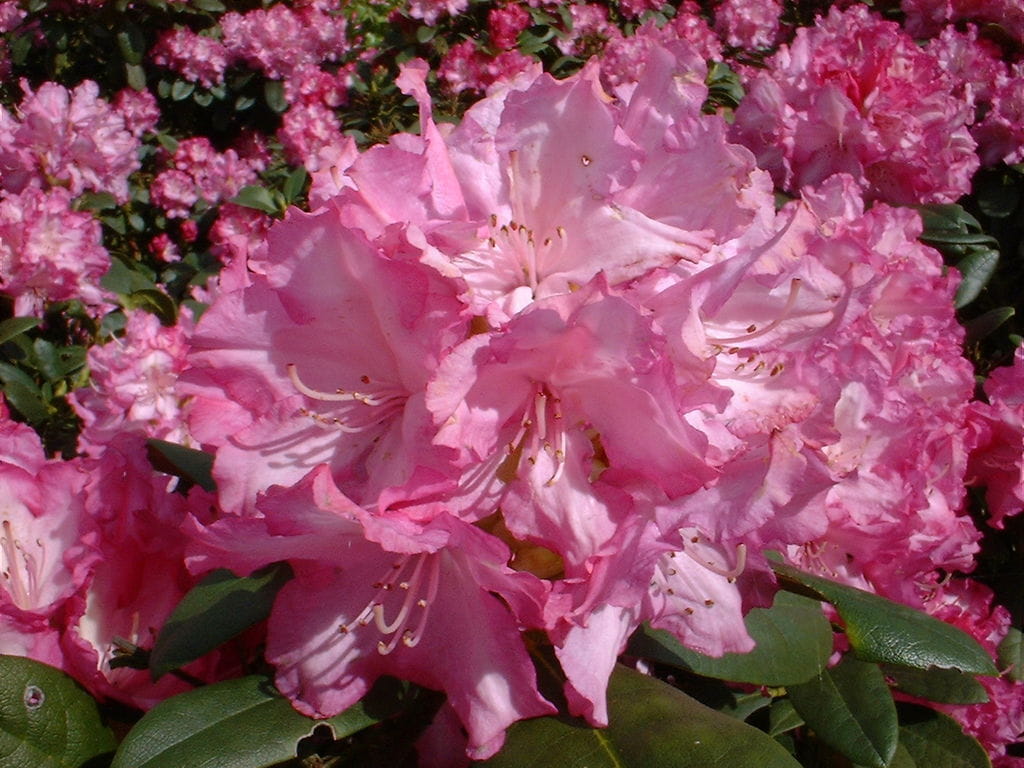 Rhododendron 'Rose Duft' • Rhododendron Hybride 'Rose Duft' Ansicht 1