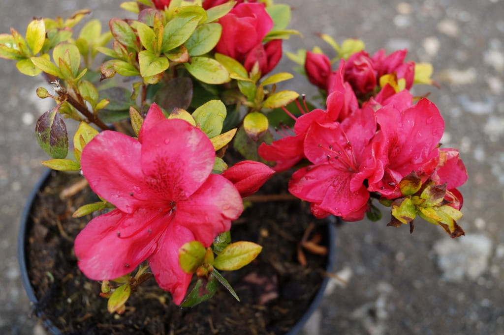Japanische Azalee 'Hahns Red' • Rhododendron obtusum 'Hahns Red'