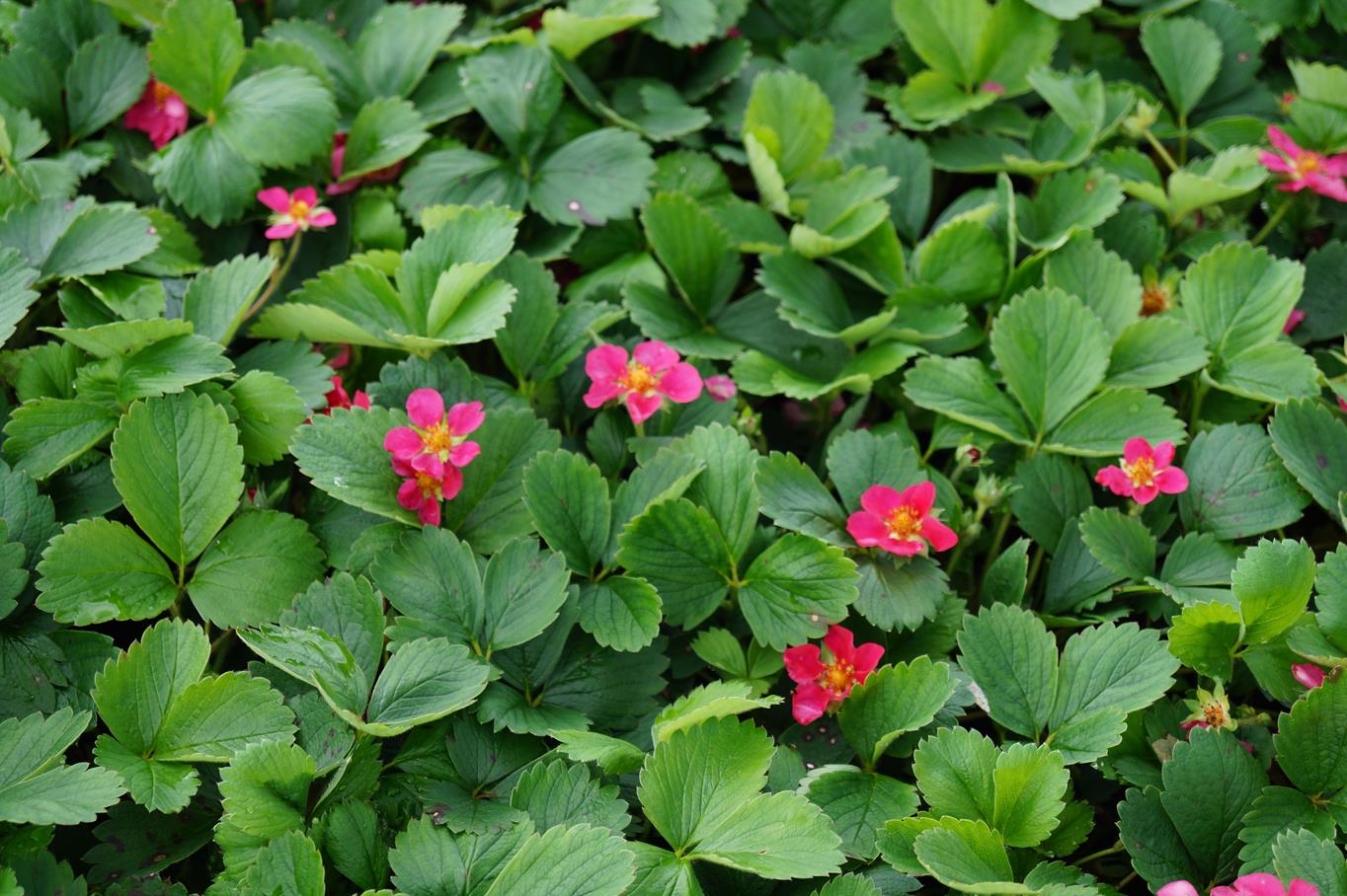 Zier-Erdbeere • Fragaria x ananassa, rosa Ansicht 5