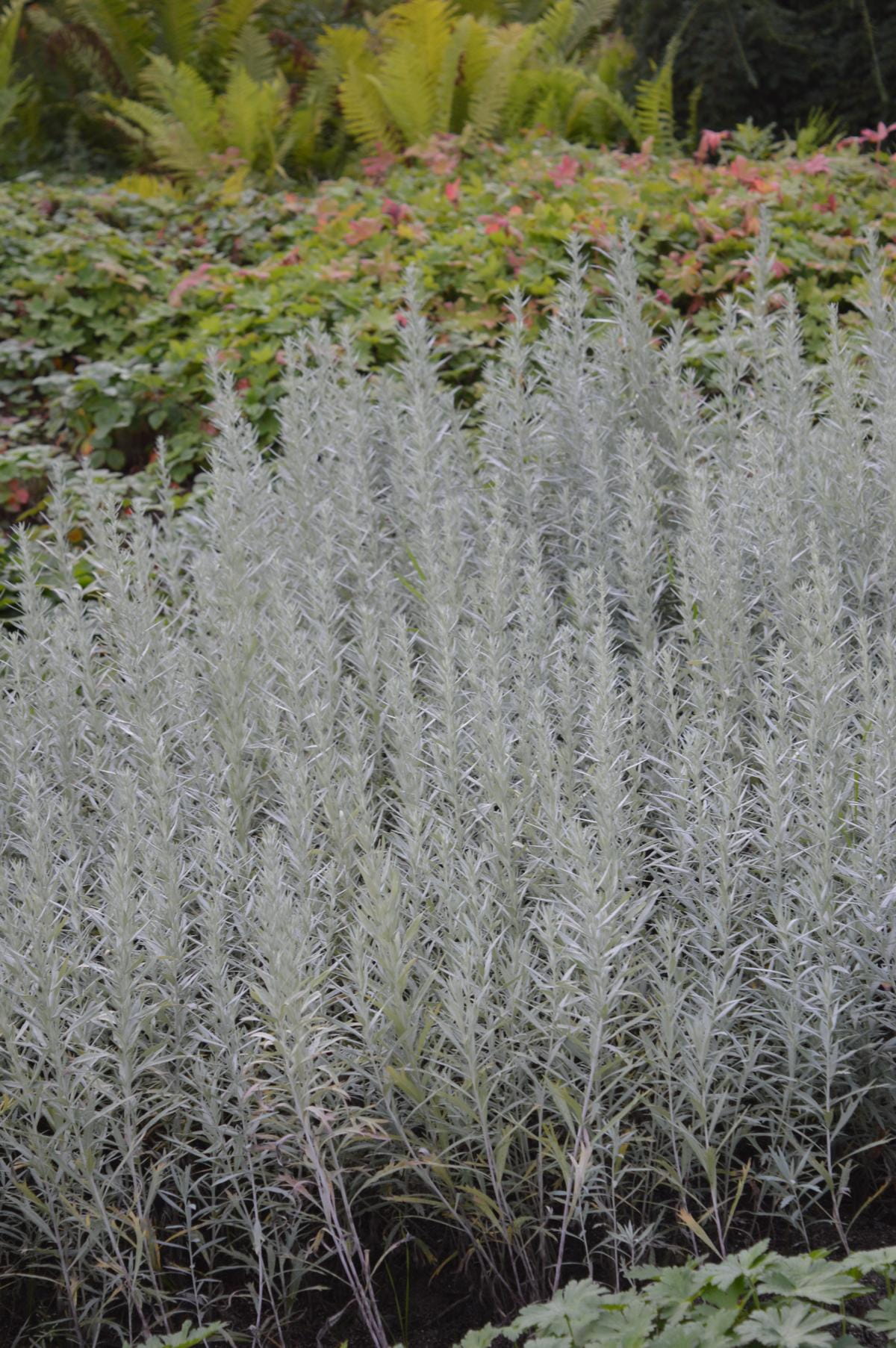 Silbriger Beifuß 'Silver Queen' • Artemisia ludoviciana 'Silver Queen' Ansicht 2