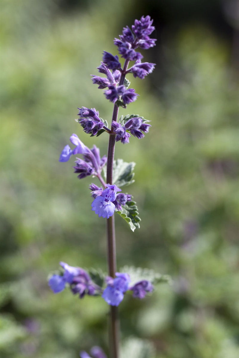 Traubige-Katzenminze 'Walker´s Low' • Nepeta x faassenii 'Walker´s Low' Ansicht 2