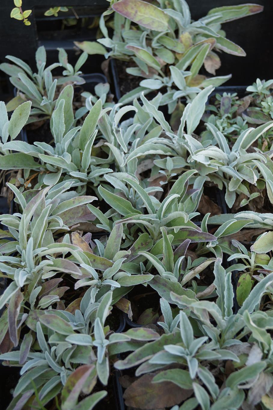 Silberblatt Ehrenpreis 'Silbersee' • Veronica spicata subsp. incana 'Silbersee'