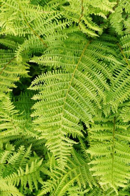 Frauenfarn Lady in Red • Athyrium filix femina Lady in Red Ansicht 9 Frauenfarn Lady in Red • Athyrium filix femina Lady in Red Ansicht 9