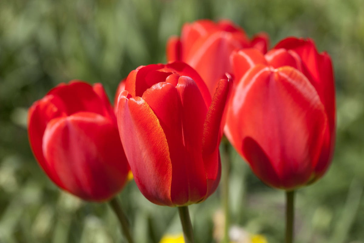 Blumenzwiebel Tulpe