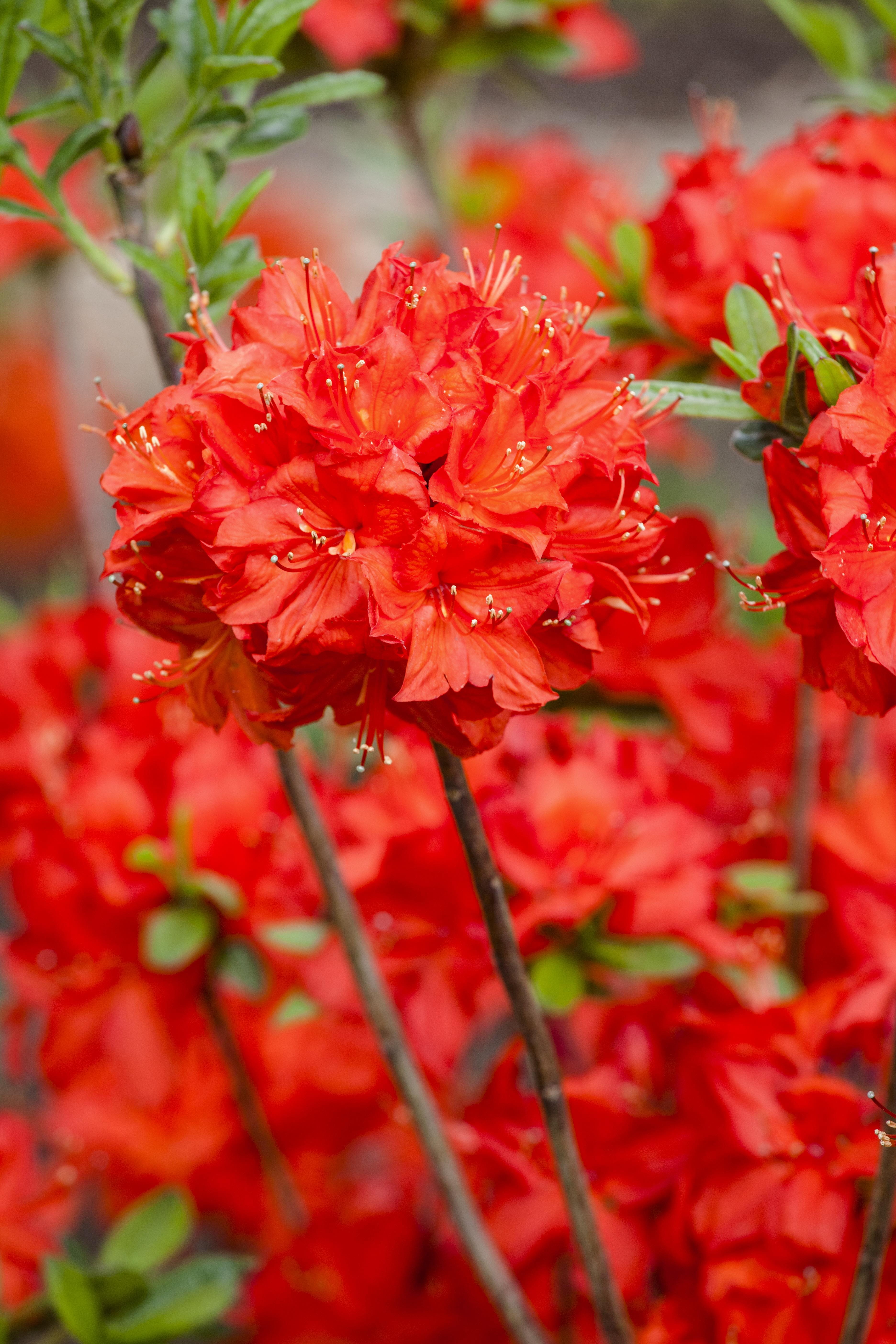 Sommergrüne Azalee 'Nabucco' • Rhododendron luteum 'Nabucco' Ansicht 1