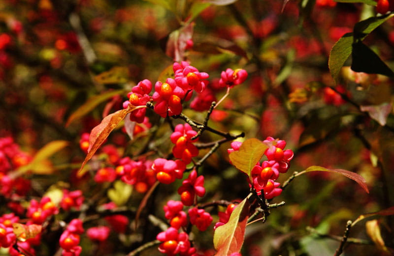 Pfaffenhütchen • Euonymus europaeus