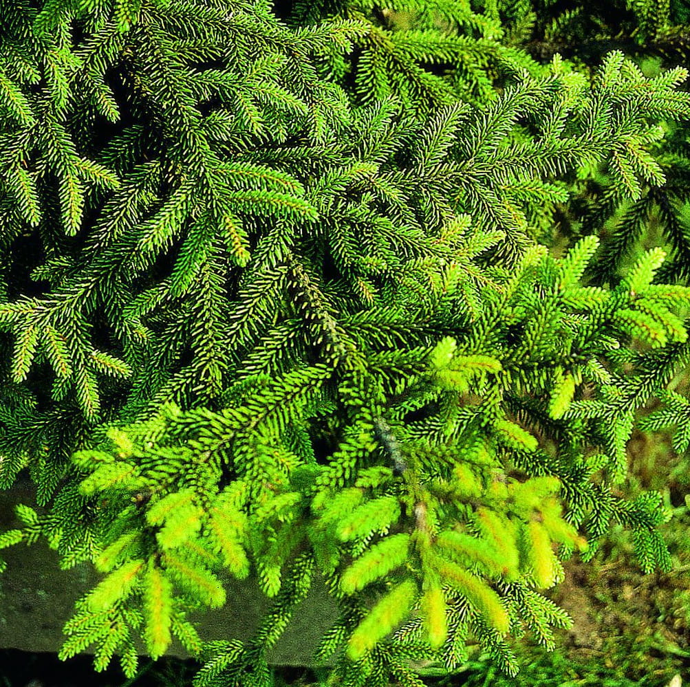 Orientalische Fichte 'Aureospicata' • Picea orientalis 'Aureospicata' Ansicht 2