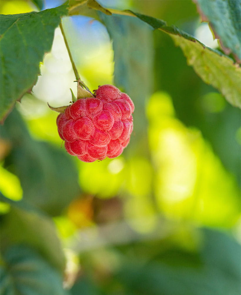 Himbeere 'Little Sweet Sister' • Rubus idaeus 'Little sweet Sister' Ansicht 1
