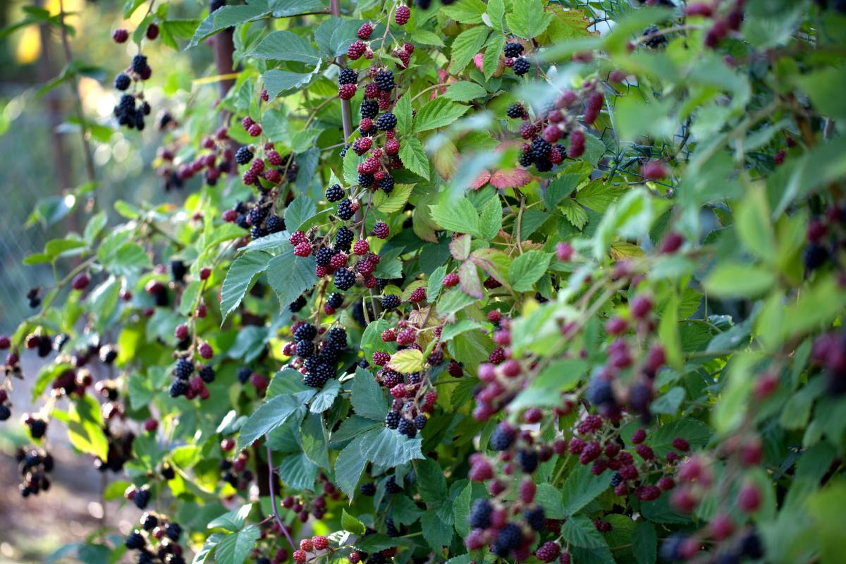 Brombeere 'Thornless Evergreen' • Rubus fruticosus 'Thornless Evergreen'