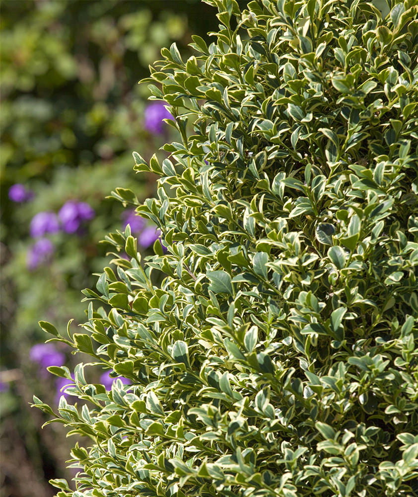 Buchsbaum 'Elegantissima' • Buxus sempervirens 'Elegantissima' Ansicht 1
