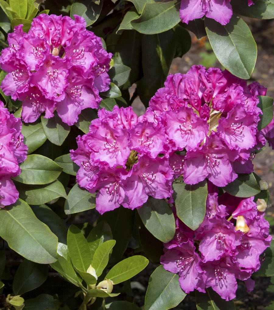 Rhododendron 'Claudine' • Rhododendron Hybride 'Claudine' Ansicht 1