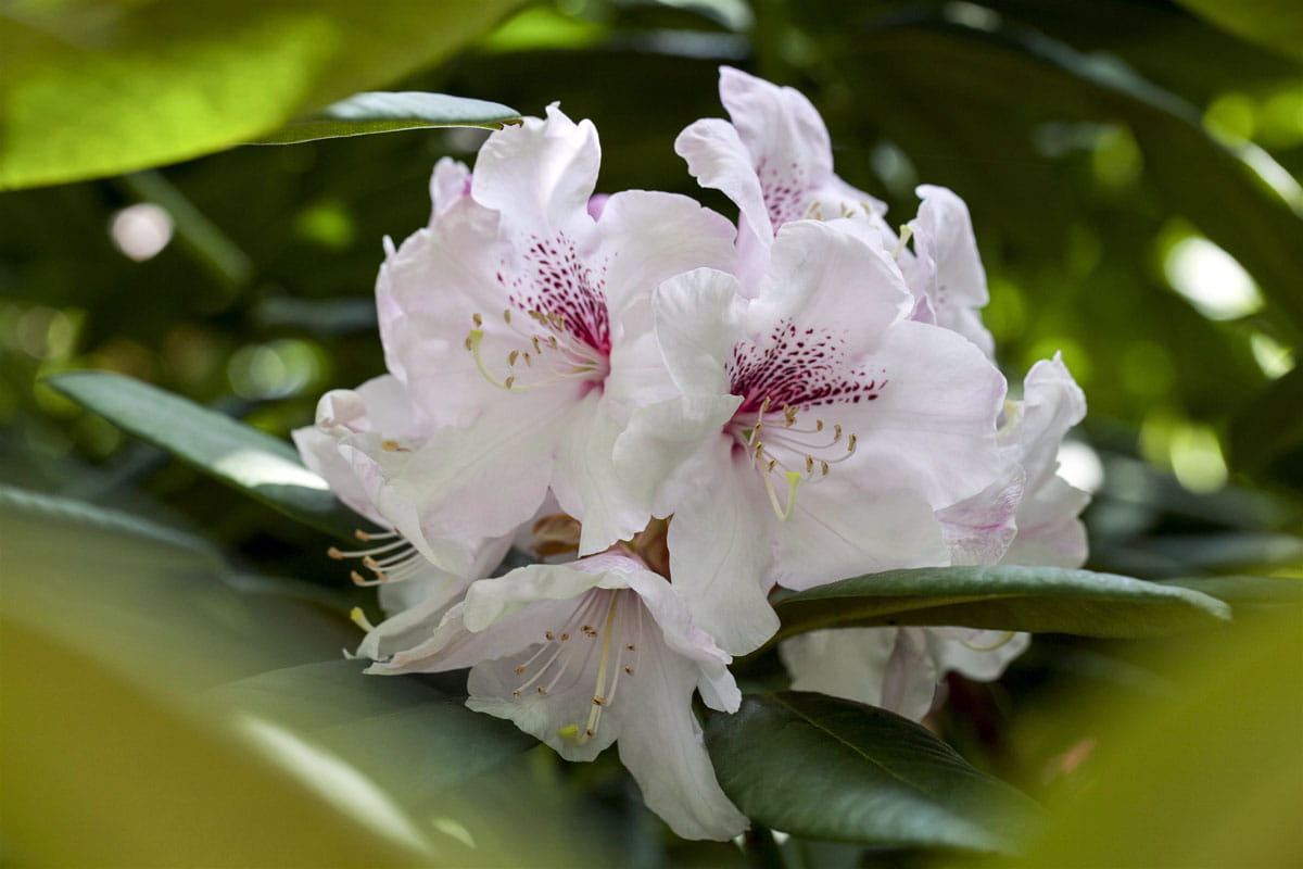 Japanische Azalee 'Schneewittchen' • Rhododendron obtusum 'Schneewittchen'
