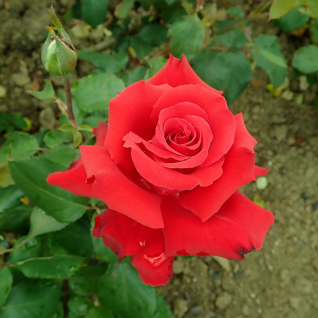 Edelrose 'Grande Amore'® • Rosa 'Grande Amore'® Ansicht 1
