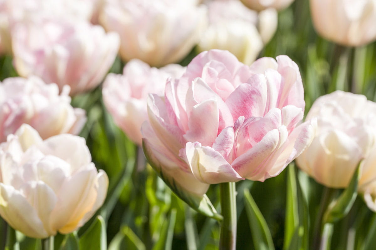 Blumenzwiebel - Tulipa 'Foxtrott' 8er Packung  