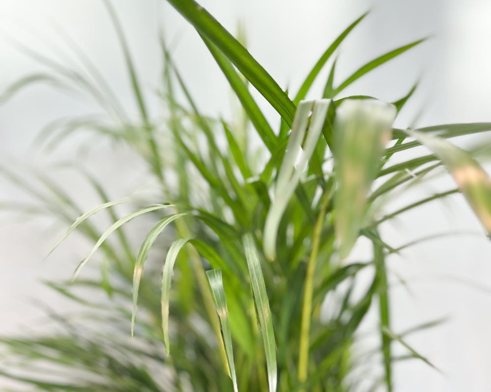 Goldfruchtpalme / Areca Palme • Dypsis lutescens Topfdurchmesser 19 cm, 100 cm hoch Topfware Ansicht 2