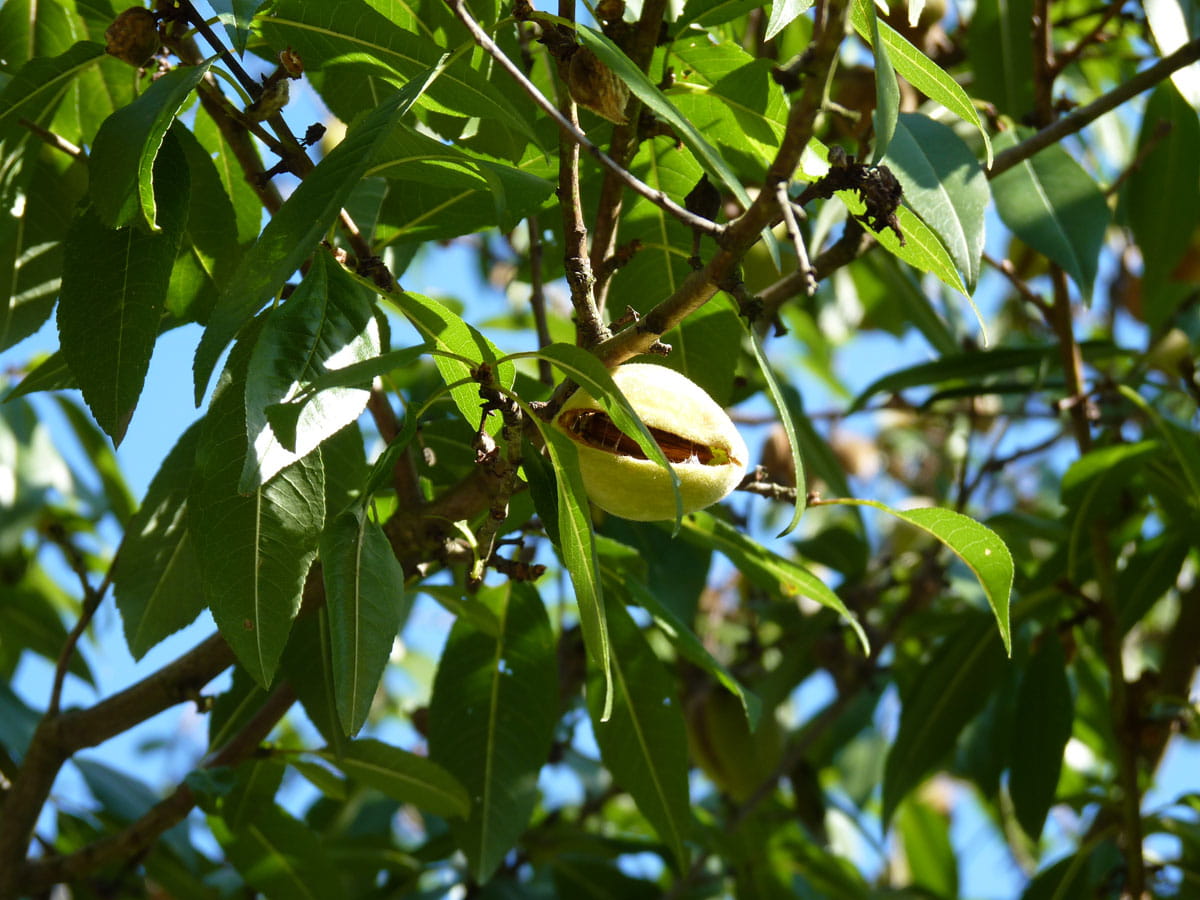 Mandel 'Dürkheimer Krachmandel' • Prunus amygdalus 'Dürkheimer Krachmandel' Ansicht 2