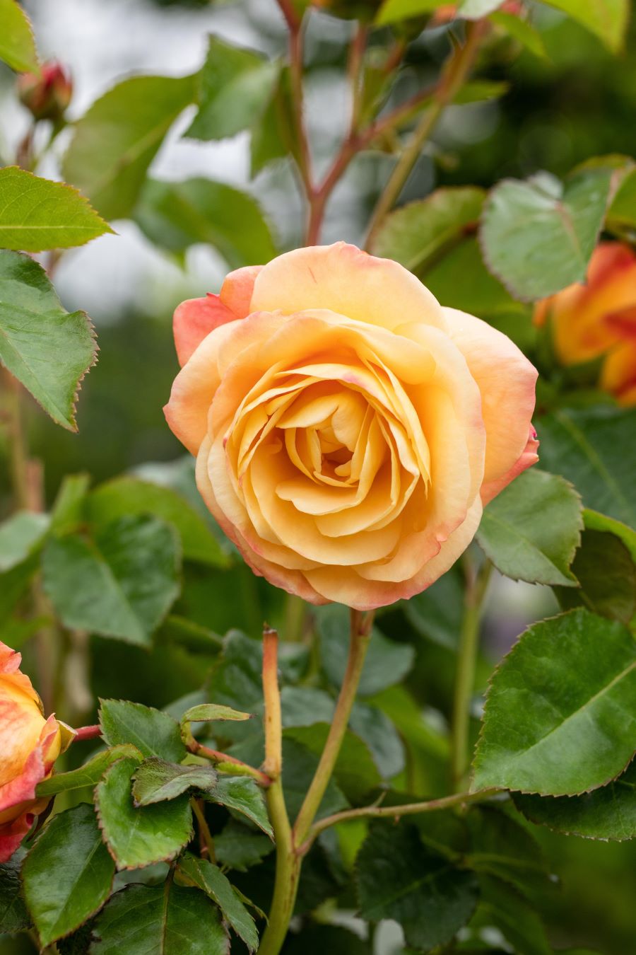 Edelrose 'Tea Time' • Rosa 'Tea Time' Ansicht 3