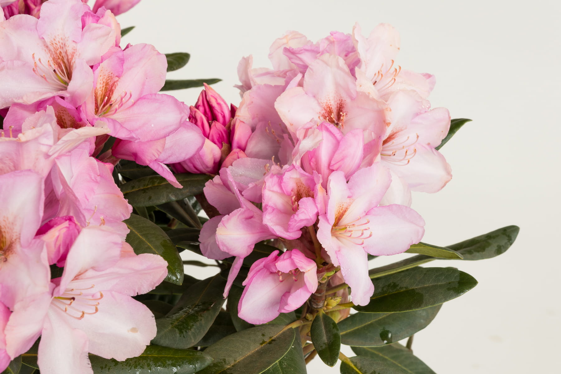 Rhododendron 'Paola' • Rhododendron Hybride 'Paola' Ansicht 3