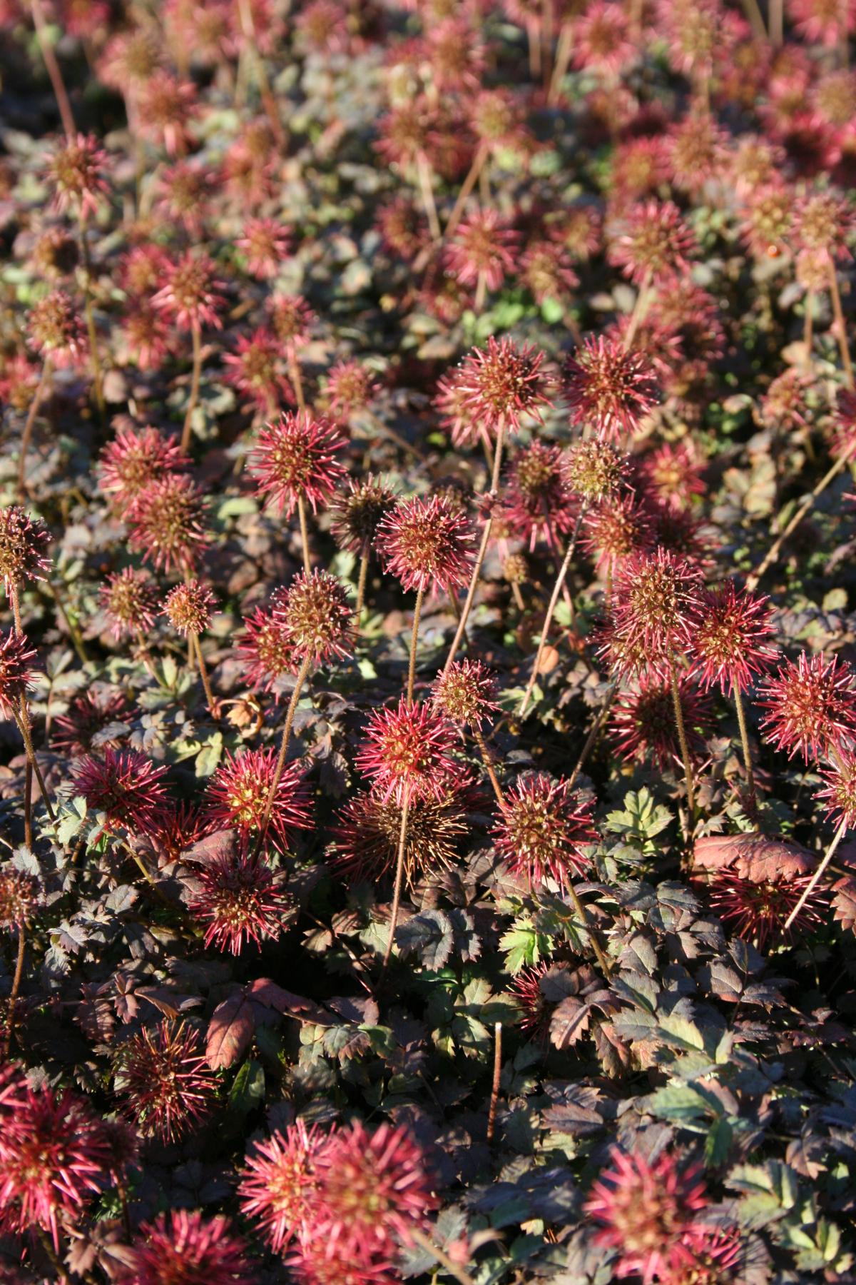 Stachelnüsschen 'Kupferteppich' • Acaena microphylla 'Kupferteppich' Ansicht 2