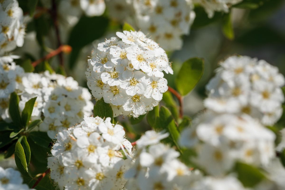 Heckenspiere/ Prachtspiere • Spiraea vanhouttei Ansicht 5