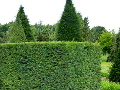 Eibe • Taxus baccata Ansicht 4