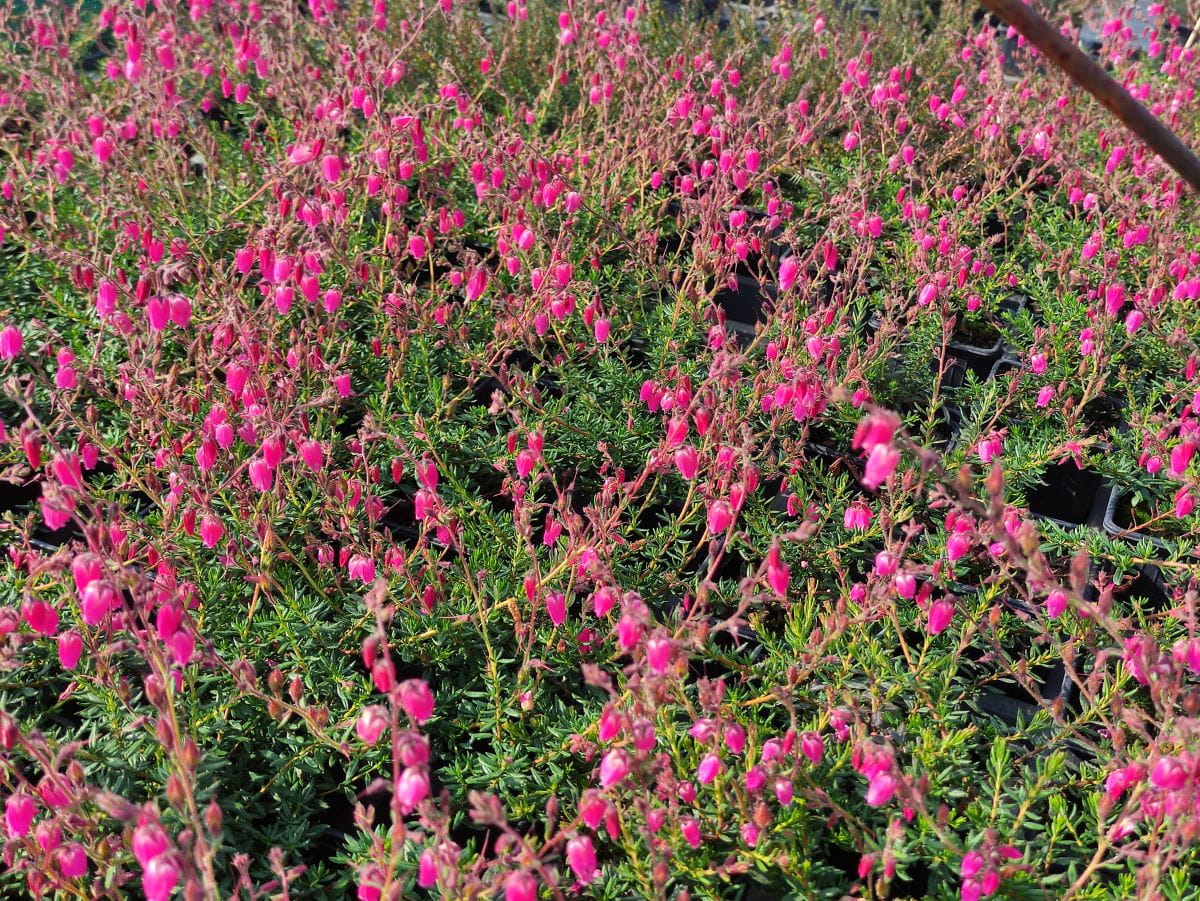 Irische Heide 'Waleys Red' • Daboecia cantabrica 'Waleys Red' Ansicht 2