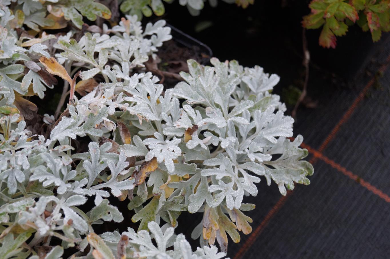 Silber-Wermut 'Mori' • Artemisia stelleriana 'Mori'
