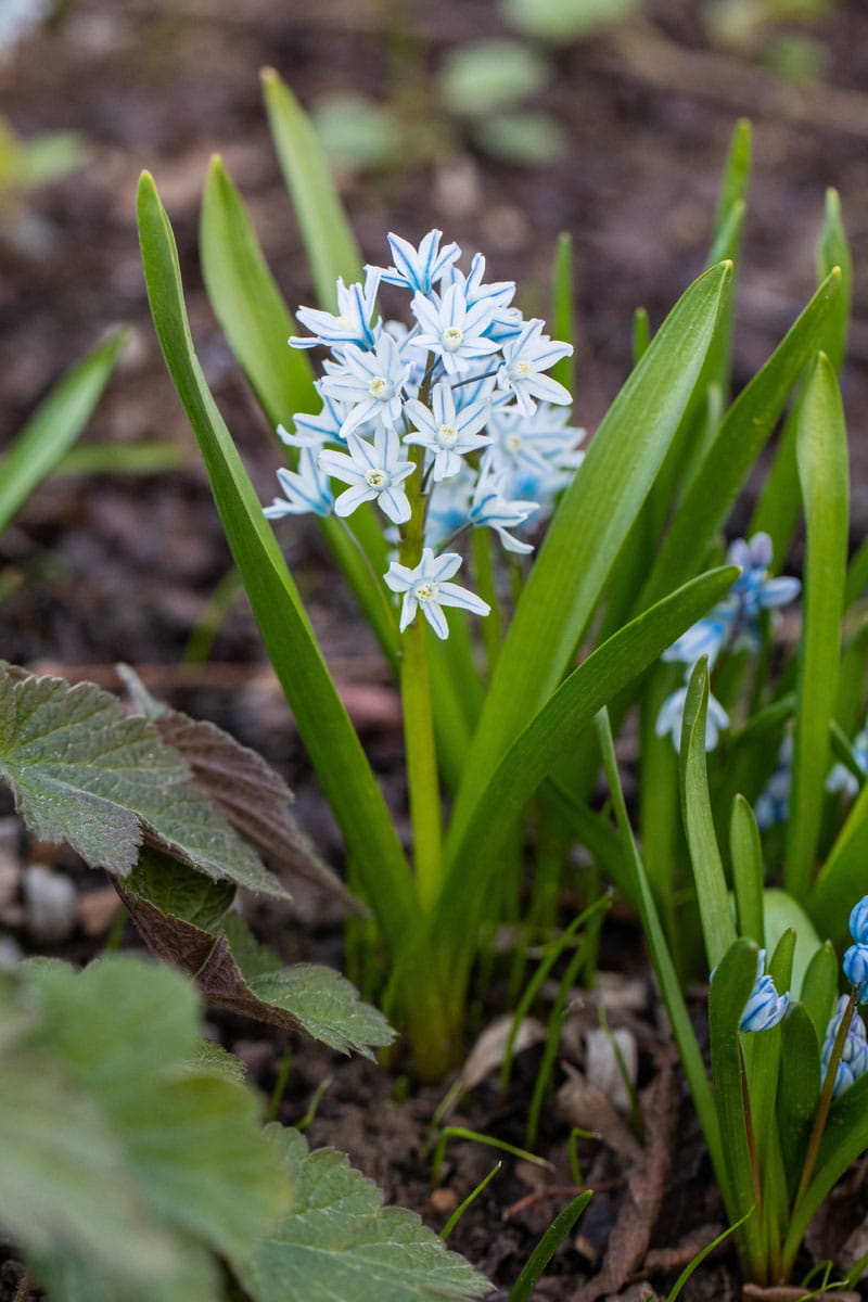 Blumenzwiebel - Puschkinia scilloides var.libanotica 20er Packung