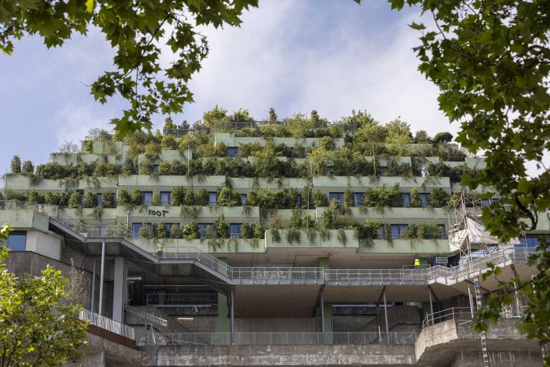 Klimagarten mit dem Baum des Jahres 2025