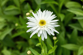 Garten-Margerite Wirral Supreme • Leucanthemum x superb. Wirral Supreme Ansicht 2 Garten-Margerite Wirral Supreme • Leucanthemum x superb. Wirral Supreme Ansicht 2