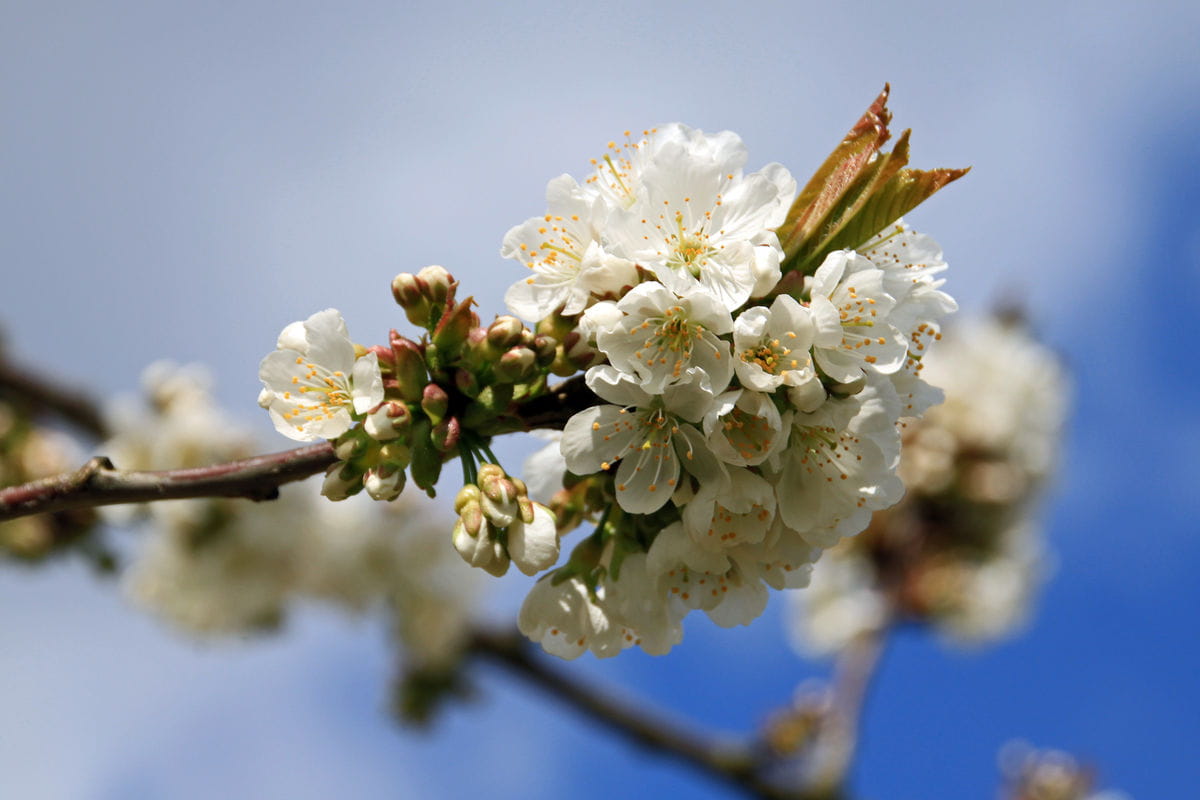 Süßkirsche 'Große Schwarze Knorpelkirsche' • Prunus avium 'Große Schwarze Knorpelkirsche' Ansicht 3