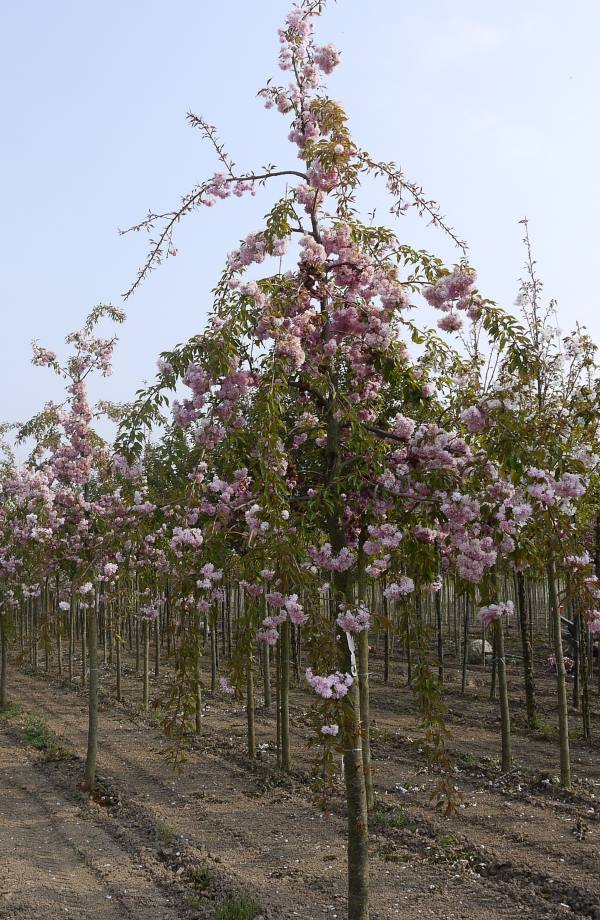 Blütensträucher und Ziergehölze - Hängende Nelkenkirsche 'Kiku-shidare-zakura' • Prunus serrulata 'Kiku-shidare-za...