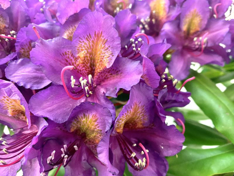 Rhododendron 'Catawbiense Grandiflorum' • Rhododendron Hybride 'Catawbiense Grandiflorum' Ansicht 4
