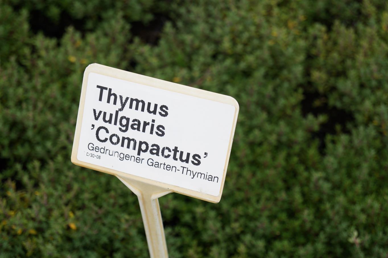 Thymian 'Compactus' • Thymus vulgaris 'Compactus' Ansicht 1