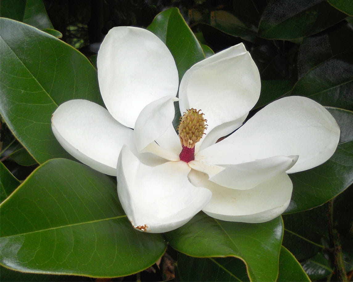 Sommermagnolie • Magnolia sieboldii Ansicht 4