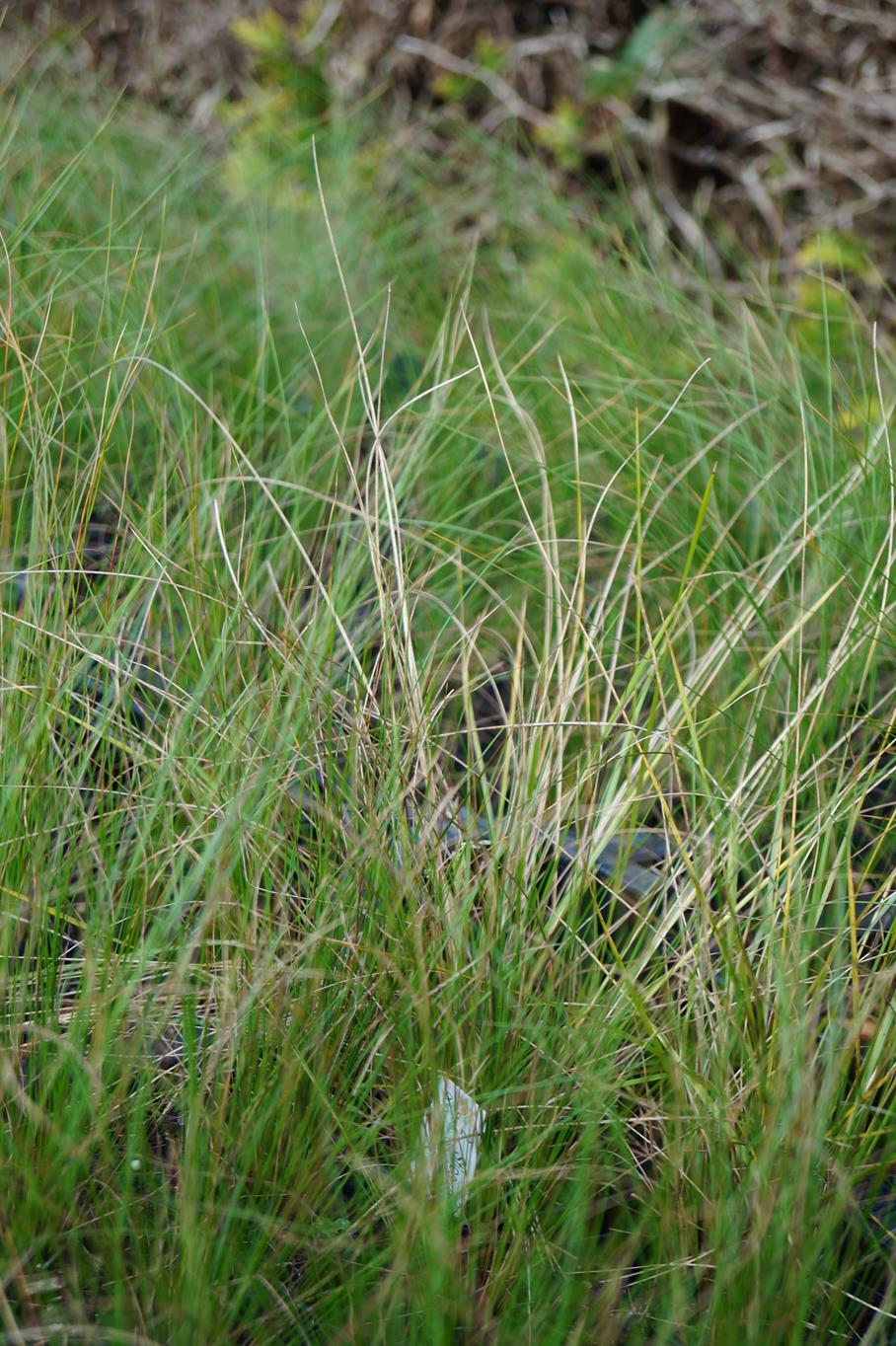 Flausch-Federgras • Stipa pennata Ansicht 2