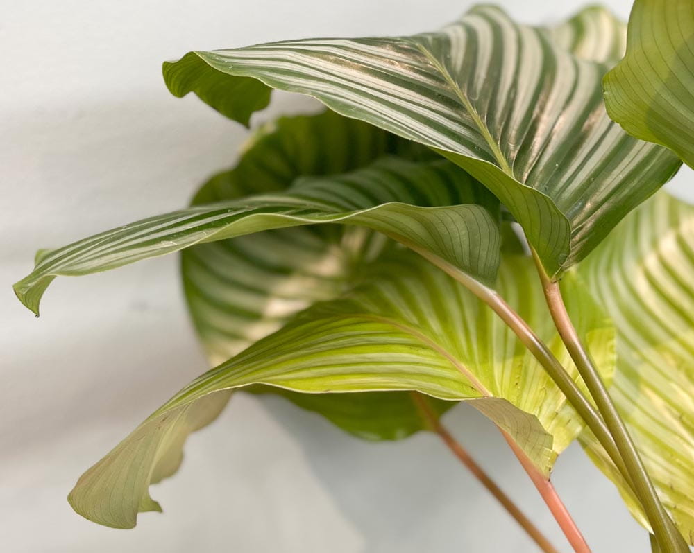 Korbmarante • Calathea orbifolia Topfdurchmesser 17 cm, 45 cm hoch Topfware Ansicht 2