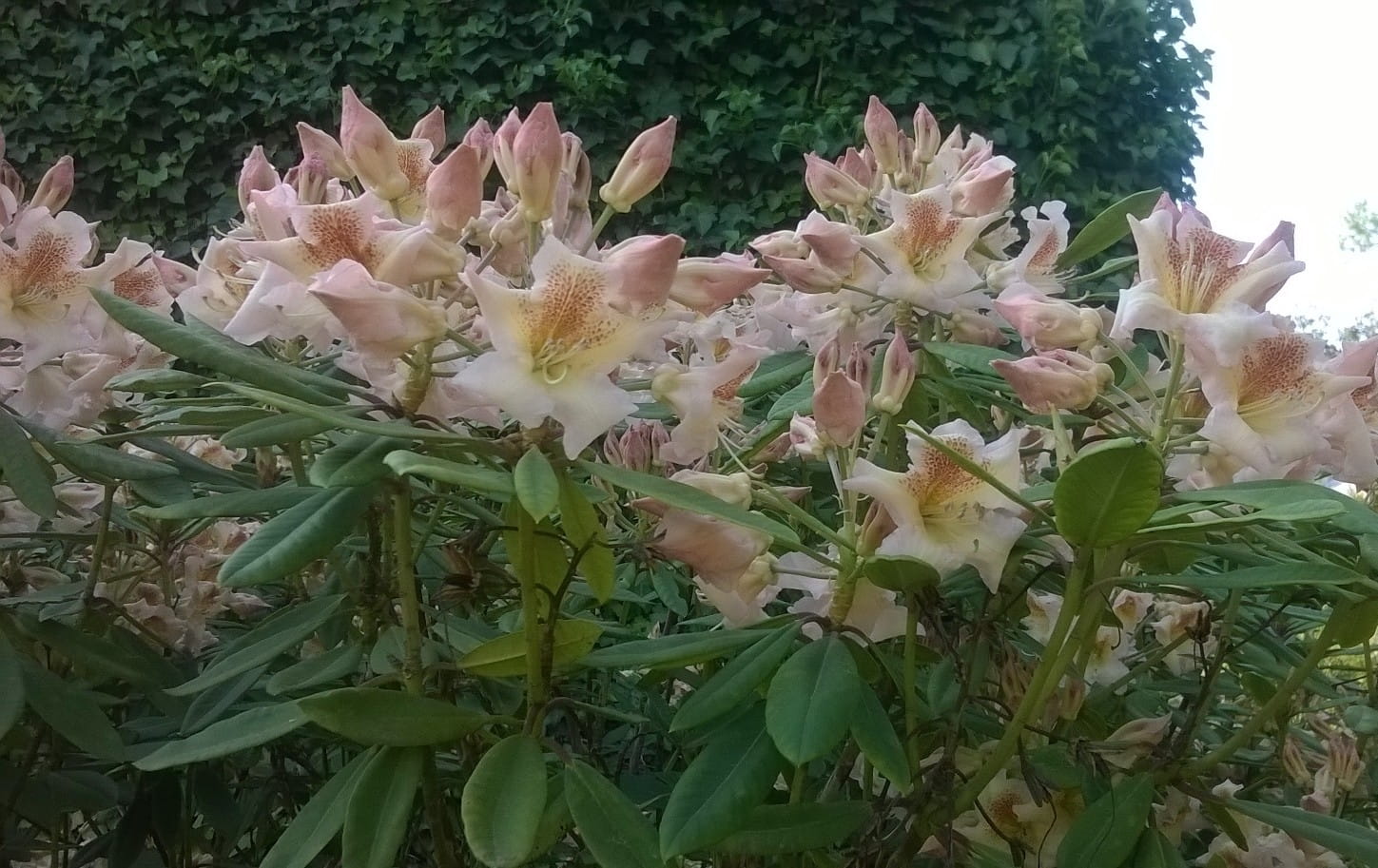 Rhododendron 'Bernstein' • Rhododendron Hybride 'Bernstein' Ansicht 1
