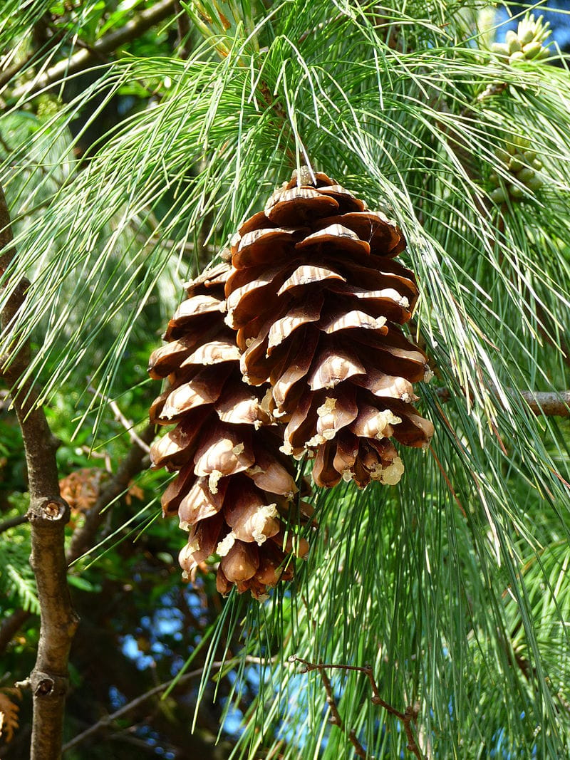 Mazedonische Kiefer • Pinus peuce Ansicht 2