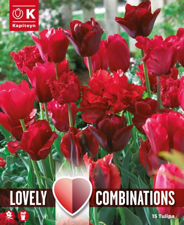 Blumenzwiebel Mix - Lovely / Perfect Combinations Tulpen 'Red Shades'